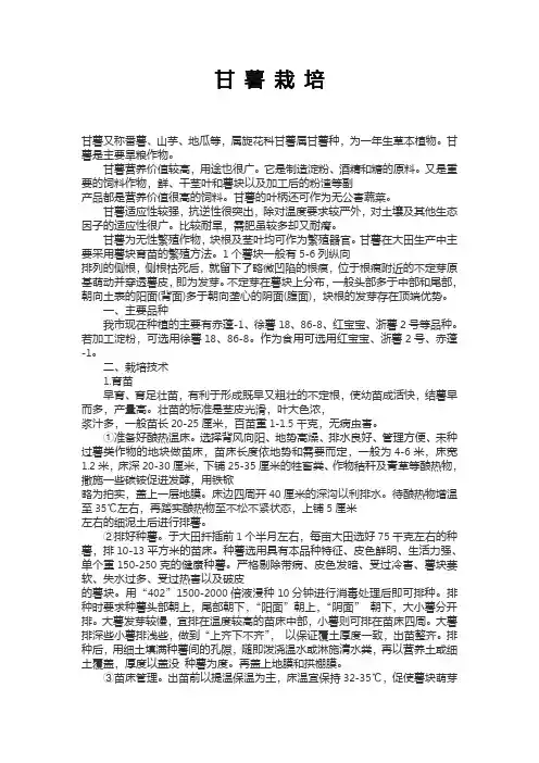 甘薯栽培技术