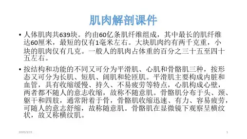 医学-肌肉解剖PPT演示课件