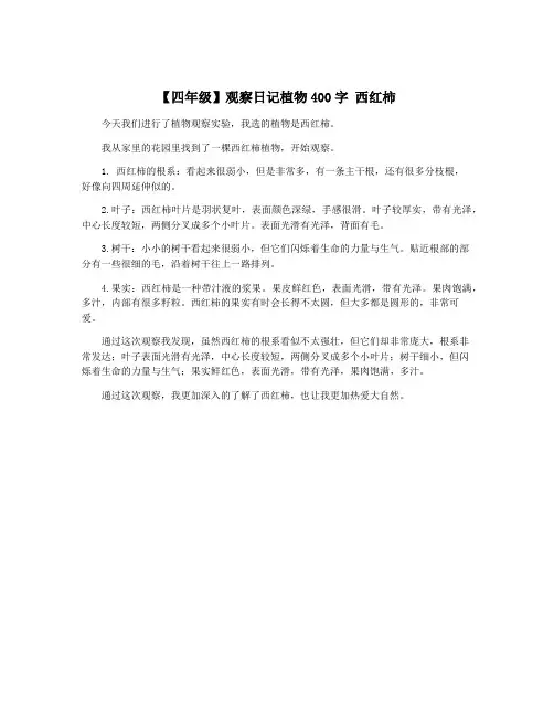 【四年级】观察日记植物400字 西红柿