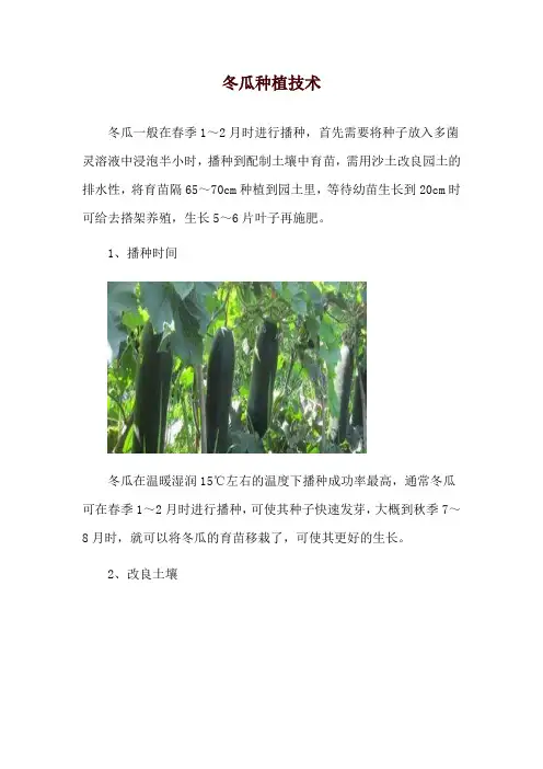 冬瓜种植技术