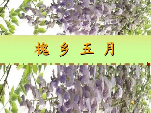 槐乡五月
