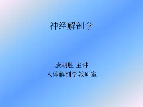 神经解剖学
