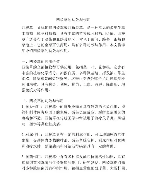 四棱草的功效与作用