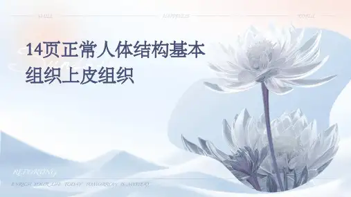 14页正常人体结构：基本组织上皮组织