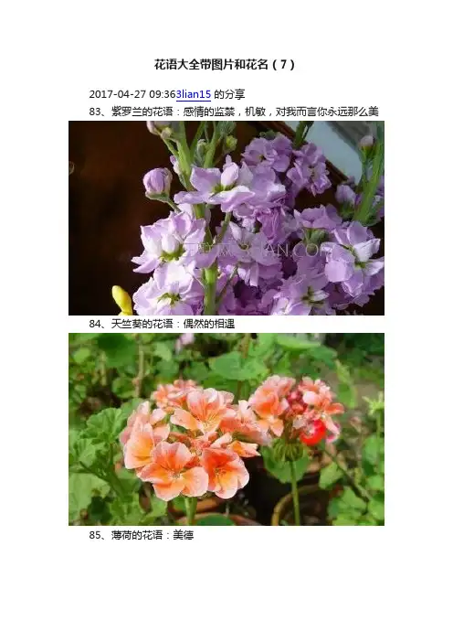 花语大全带图片和花名（7）