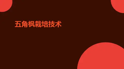 五角枫栽培技术