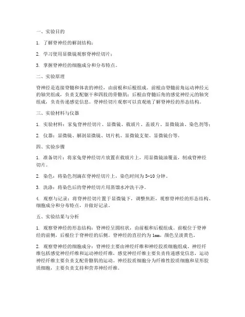 实验报告脊神经切片