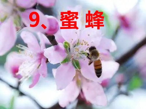 冀教版三年级语文下册《二单元  9. 蜜蜂》公开课课件_26