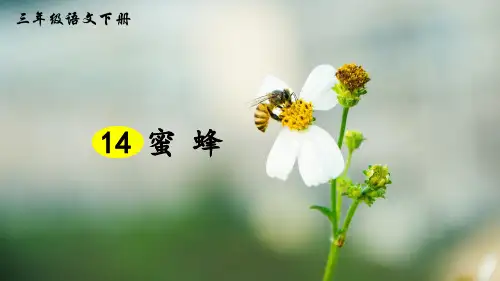 部编版小学语文三年级下册第14课《蜜蜂》优质课件