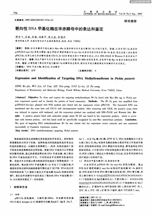 靶向性DNA甲基化酶在毕赤酵母中的表达和鉴定