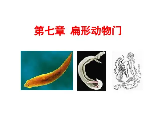 高中生物精品资源生物竞赛动物学教学课件第七章 扁形动物门