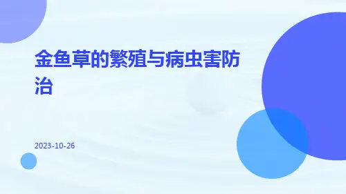 金鱼草的繁殖与病虫害防治