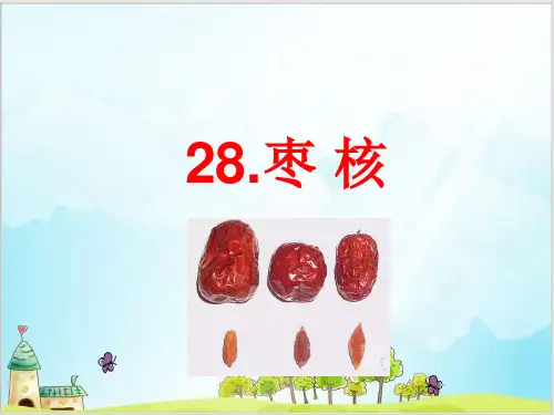 部编教材三年级下册语文《枣核》公开课PPT