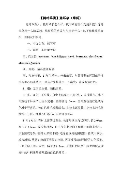 【阔叶草类】熊耳草(菊科)