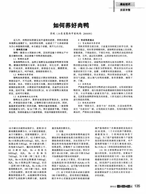 如何养好肉鸭
