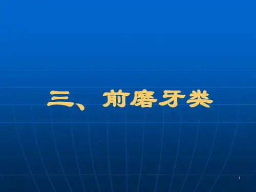 前磨牙牙体解剖 PPT课件