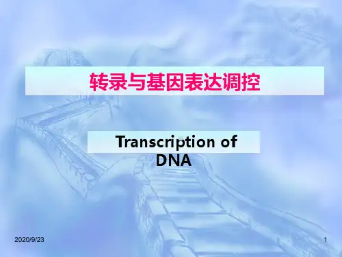 的生物合成和加工课件