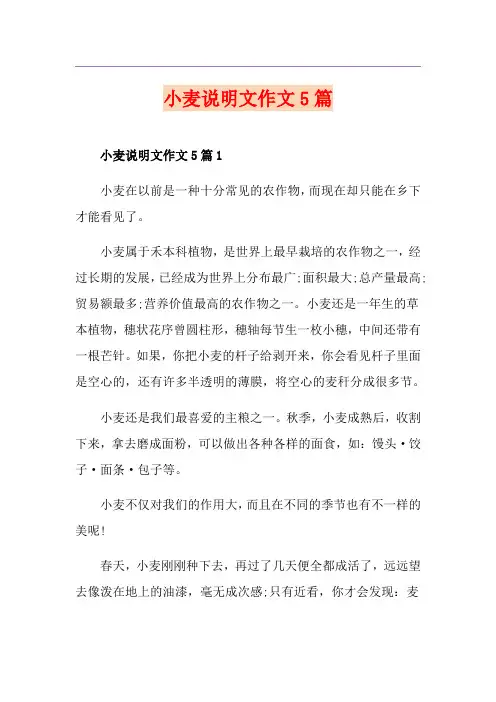 小麦说明文作文5篇