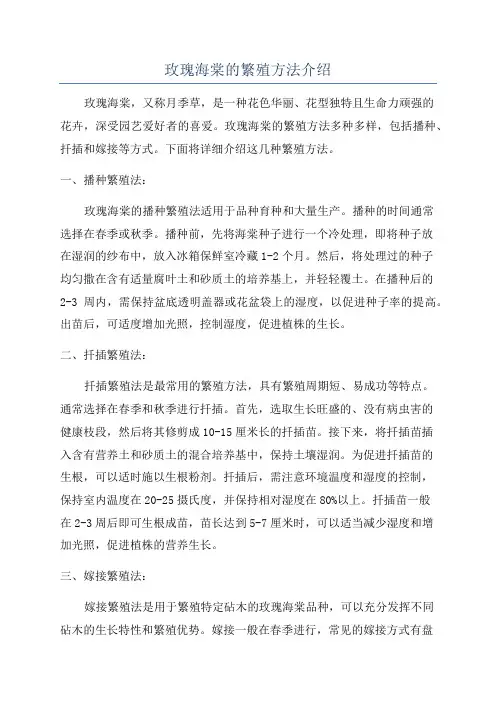 玫瑰海棠的繁殖方法介绍