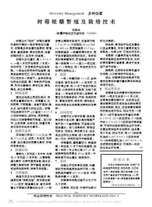 树莓根蘖繁殖及栽培技术
