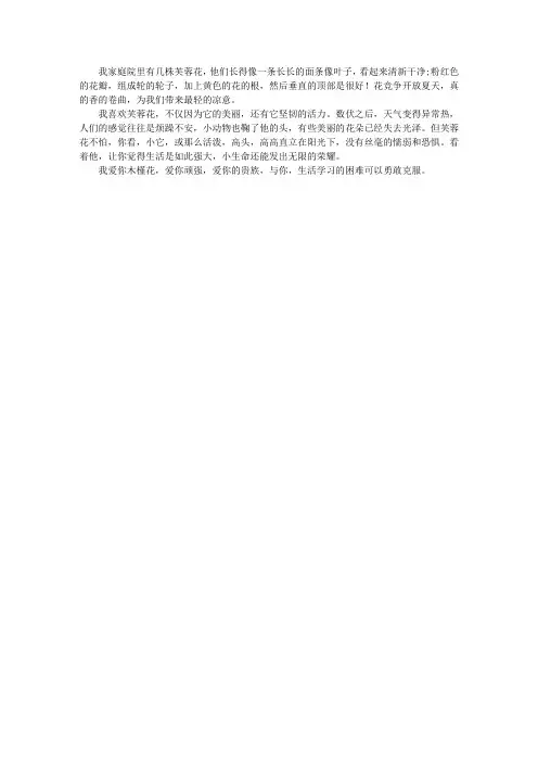 我家的芙蓉花