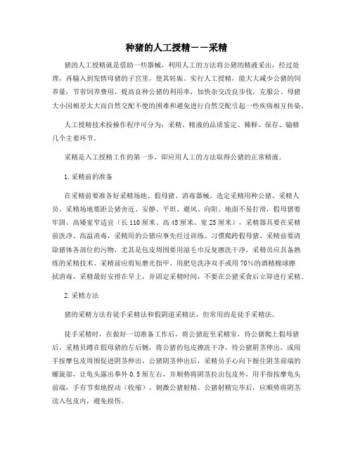 最新种猪的人工授精――采精【动植物养殖】