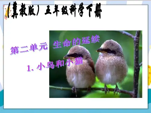 最新冀教版五年级科学下册《小鸟和小猫》精品课件