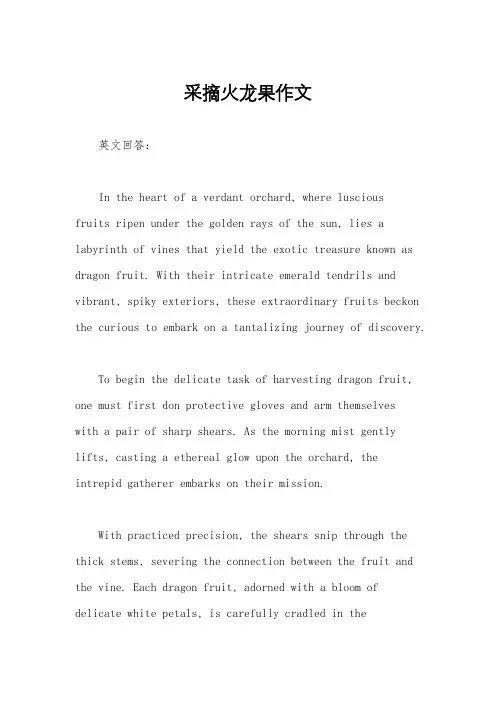 采摘火龙果作文