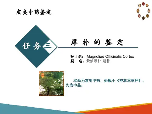 皮类中药鉴定技术—厚朴、肉桂、杜仲的鉴定