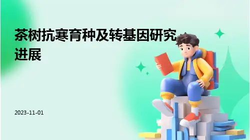 茶树抗寒育种及转基因研究进展