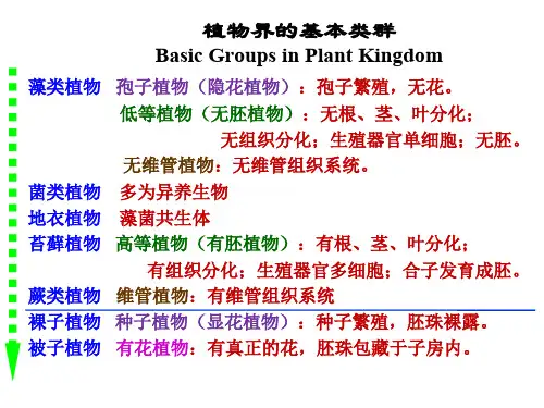 裸子植物ppt课件