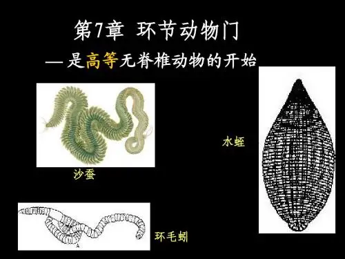 第7章 环节动物门
