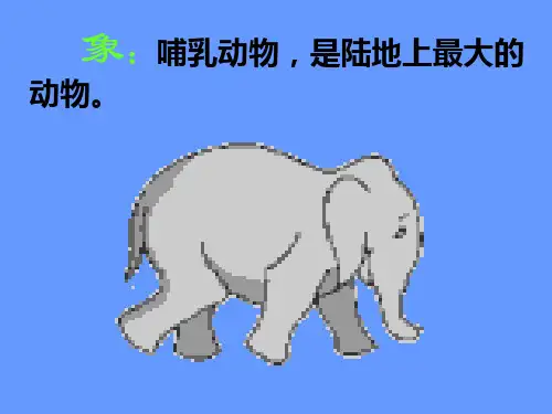 公开课《鲸》课件