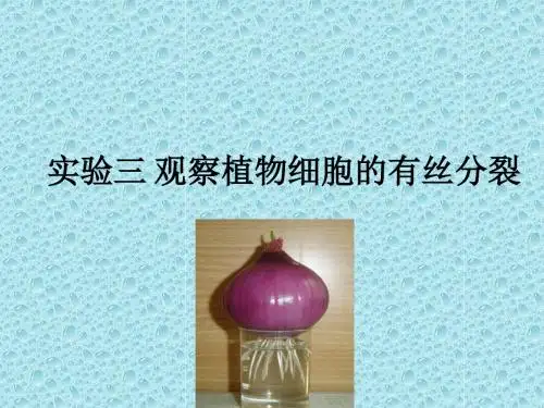 实验三 观察植物细胞的有丝分裂
