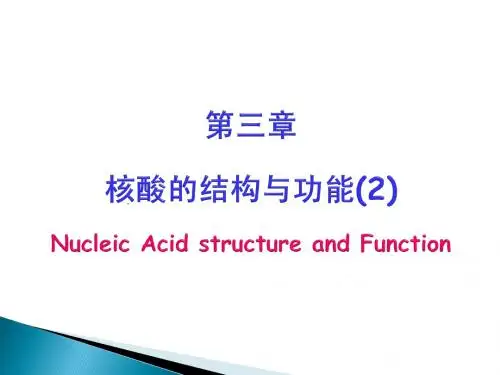 核酸的结构与功能-2