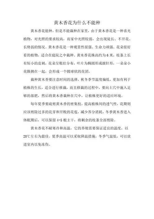 黄木香花为什么不能种