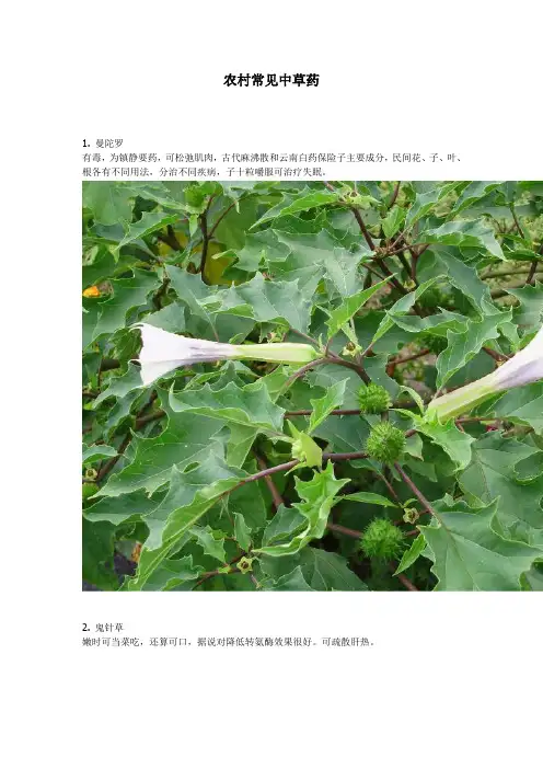 农村常见中草药