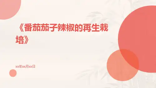 番茄茄子辣椒的再生栽培
