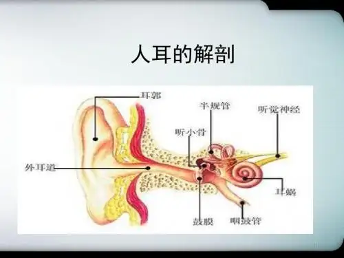 耳部结构医学PPT课件