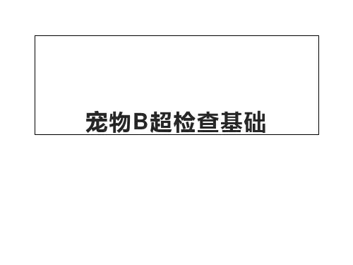 宠物B超检查基础课件
