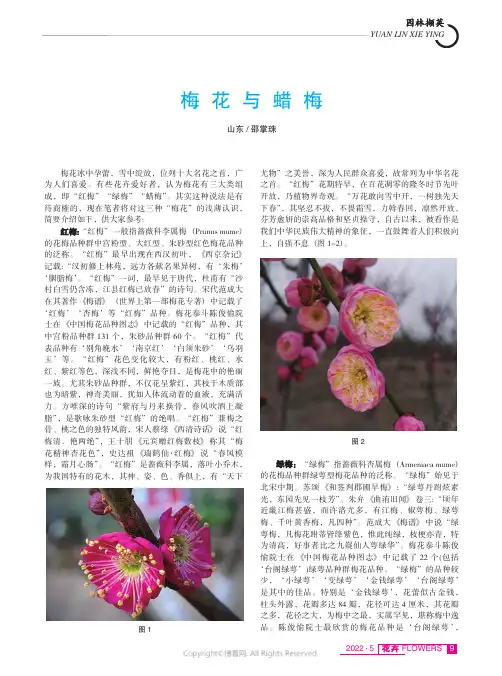 梅花与蜡梅