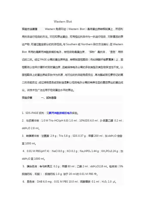 蛋白质免疫印迹Western Blot