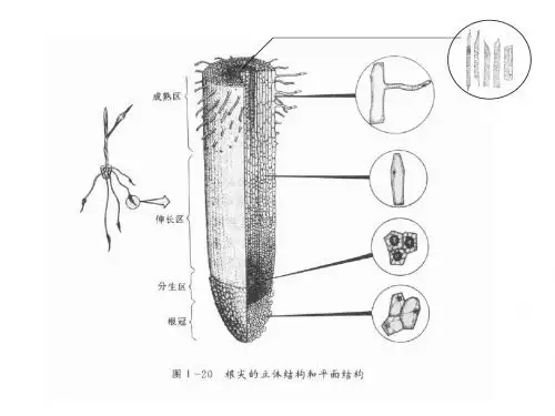 实验根尖有丝分裂和分化