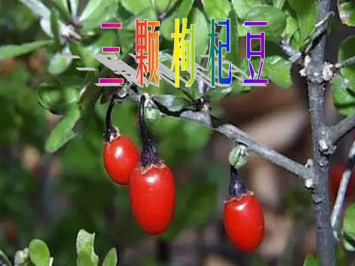 《三颗枸杞豆》解析