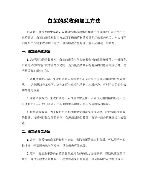 白芷的采收和加工方法