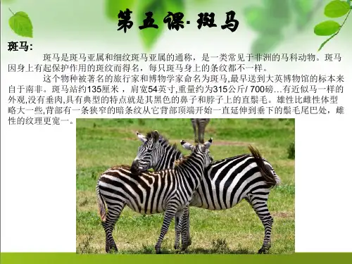 儿童美术ppt：斑马(适合年龄4-8岁)
