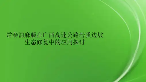 常春油麻藤在广西高速公路岩质边坡生态修复中的应用探讨