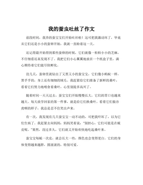 我的蚕虫吐丝了作文