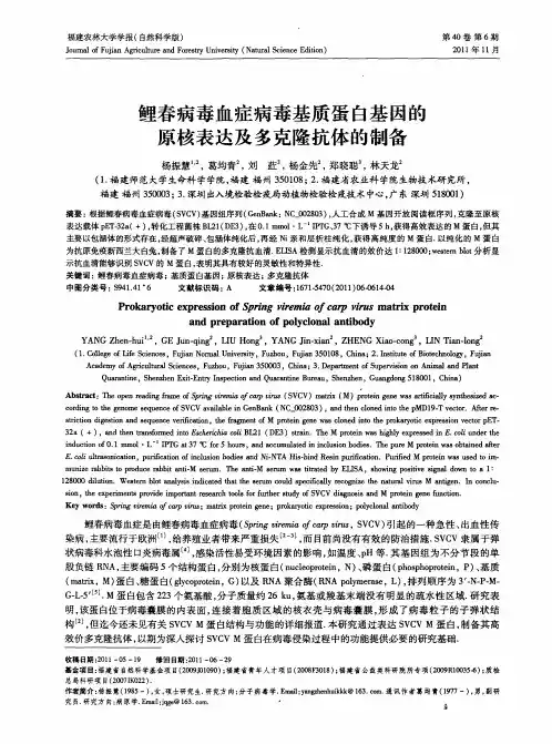 鲤春病毒血症病毒基质蛋白基因的原核表达及多克隆抗体的制备