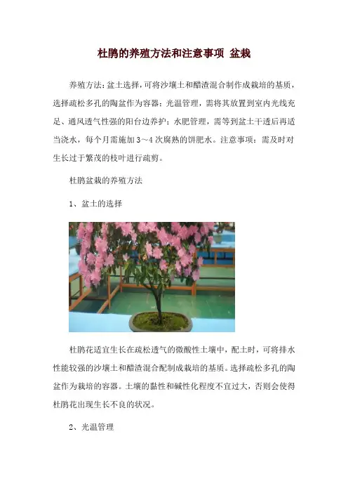 杜鹃的养殖方法和注意事项 盆栽